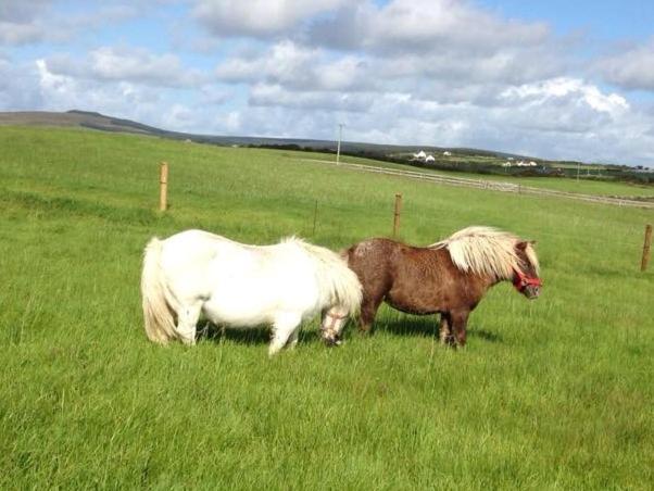 Ceol Na Dtonnta Otel Doolin Dış mekan fotoğraf